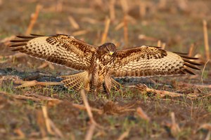 Mäusebussard im Anflug 3/3