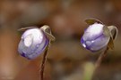 Leberblümchen