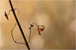 ~ Till-Eulenspiegel-Baum ~