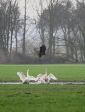 Nochmals Seeadler