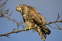 Komischer Vogel...