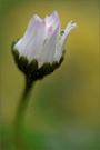 ~ Gänseblümchen ~
