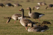 Gänseleben