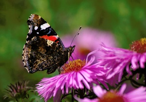 Schmetterling auf Blüte (Name unbekannt)