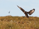 Skua