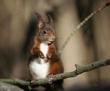 Eichhörnchen in Pose