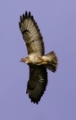 Bussard