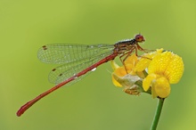 Späte Adonisjungfer (Ceriagrion tenellum)