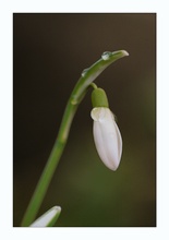 Noch ein Frühlingsbote