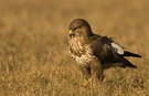 Mäusebussard  Buteo buteo