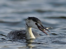 Haubentaucher (Podiceps cristatus)