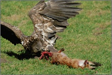 kraftvoll... Seeadler, juv. *Haliaeetus albicilla* (4)