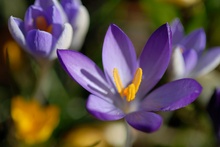 Blau, blau, blau blüht der.....Krokus!