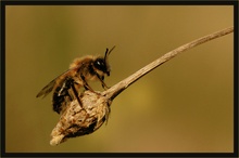 ~ Bienchen im Abendlicht ~