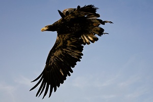 Weißkopfseeadler