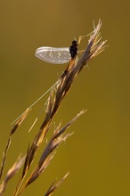 Eintagsfliege im Abendlicht