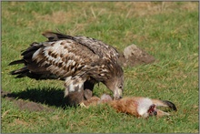 Mahlzeit... Seeadler, juv. *Haliaeetus albicilla* (6)