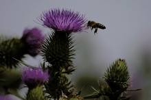 Anfliegende Biene auf Distel