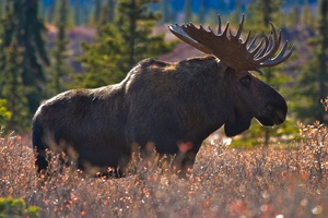 Elchschaufler im Denali