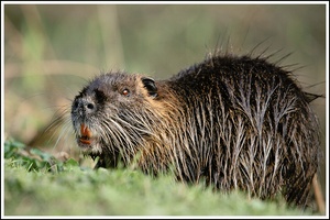 Nutria