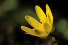 "Die Gelbe Blume III""