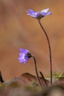 Leberblümchen (Hepatica nobilis)