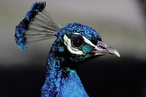 Pfau