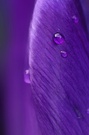 Krokus