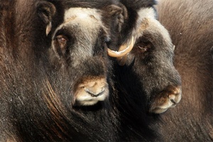 Moschusochse / Ovibus moschatus / Muskox