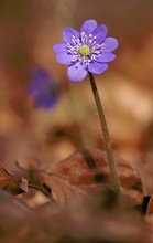 Leberblümchen (Hepatica nobilis) 2