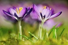 Krokus blau