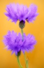 Kornblumenmalerei