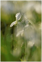 Galanthus