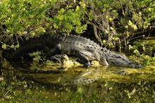 Alligator