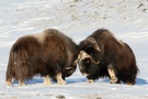 Moschusochse / Ovibus mochatus / Muskox II