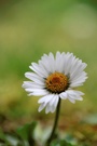 Gänseblümchen