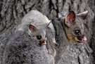 Brushtail Possum