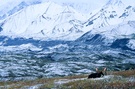 Elchbulle vor Alaskabergkette.