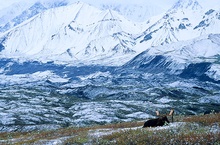 Elchbulle vor Alaskabergkette.