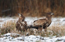 Seeadler 1