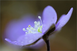 Im Atelier Natur...