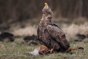 Seeadler 2