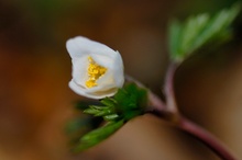 Erstes Buschwindröschen (Anemone nemorosa)