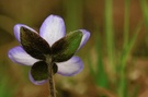 Leberblümchen - Rückansicht