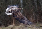 Seeadler 3