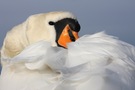 Schwan von unten.