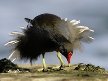 Teichhuhn (Gallinula chloropus)