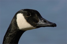 Kanadagans (Branta canadensis)