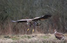 Seeadler 4