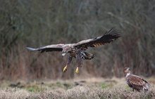 Seeadler 4